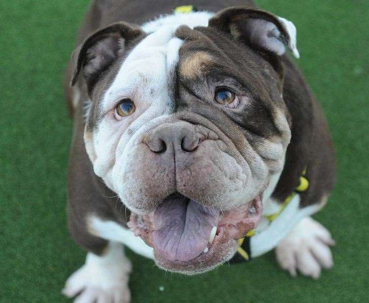 Bulldog Maxwell. Pic: Dogs Trust