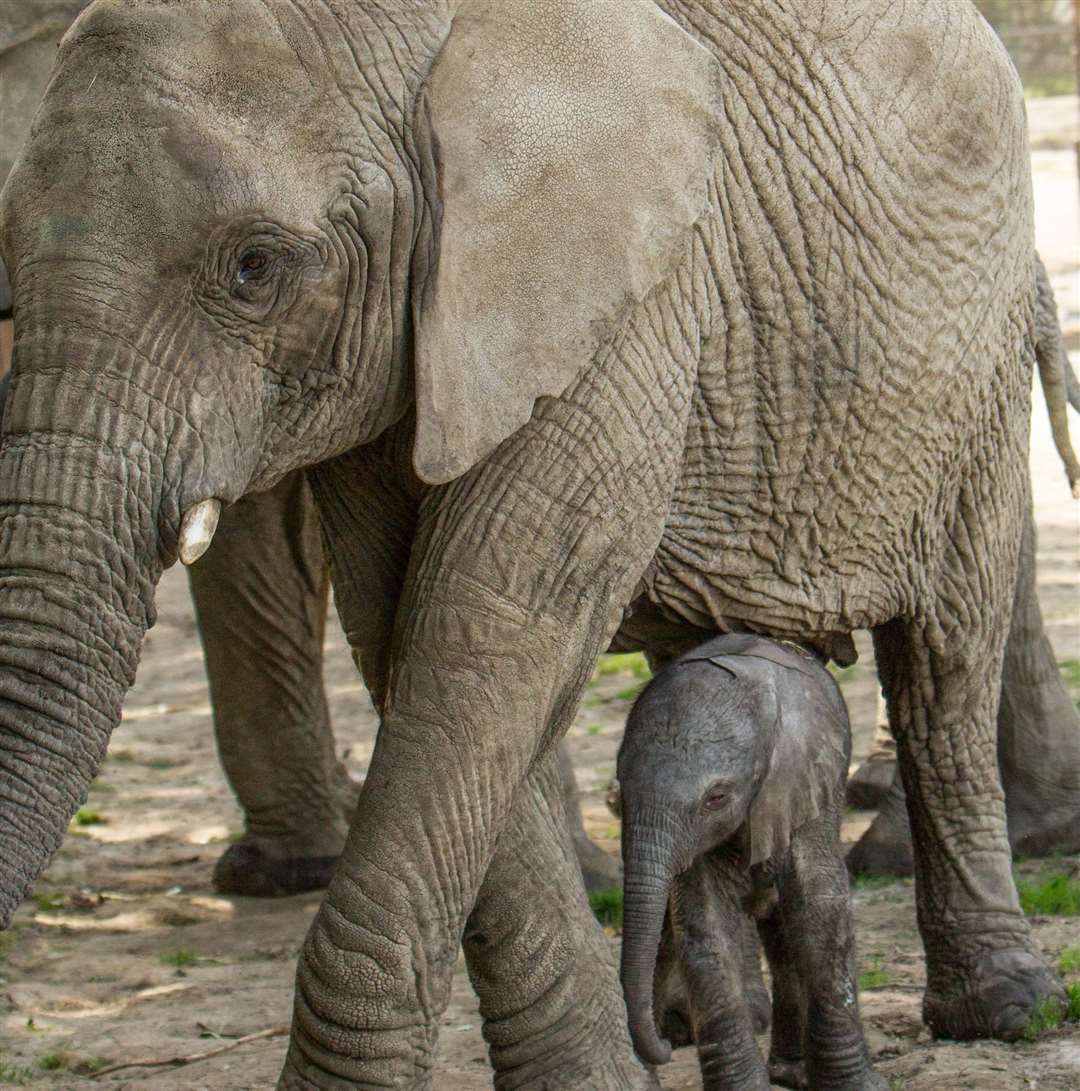 The calf weighed 120kg shortly after birth. Picture: Dave Rolfe