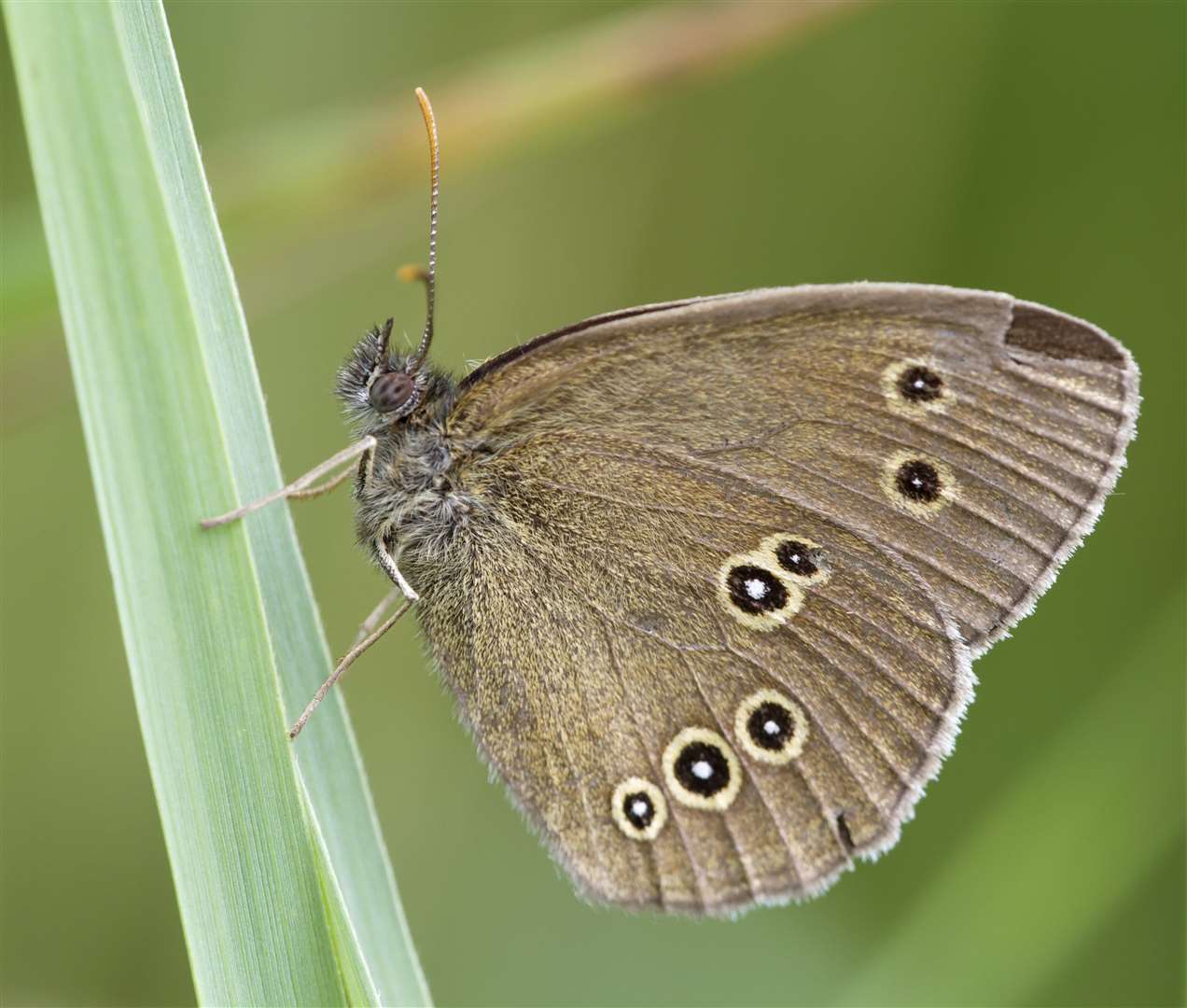 Birds are not the only garden creature to be impacted by climate change. Image: iStock.