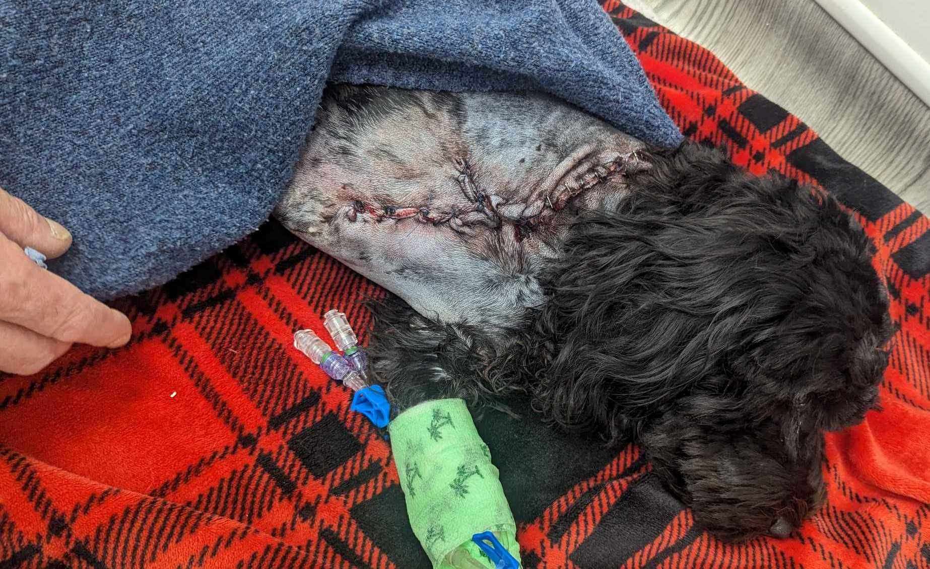 Ralphie the cockapoo had to have his leg amputated after he was attacked in Arlington, Ashford