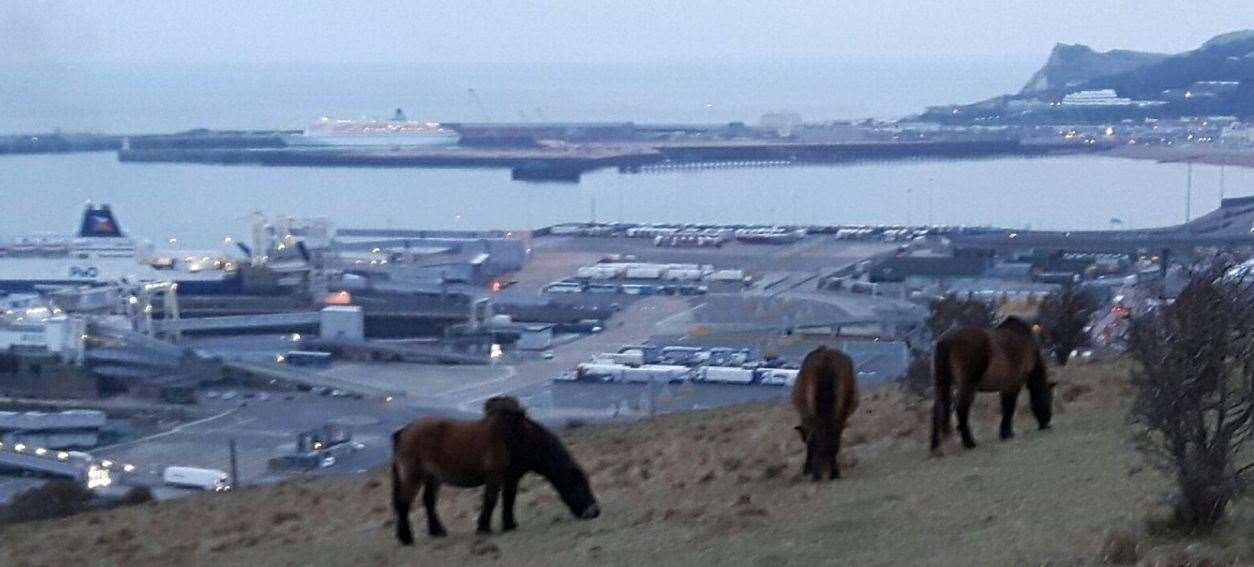 Exmoor ponies grazing on the White Cliffs of Dover, overlooking the harbour