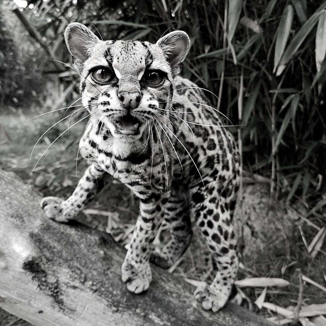 The small cat was 28, the oldest of her species in Europe. Photo: Port Lympne