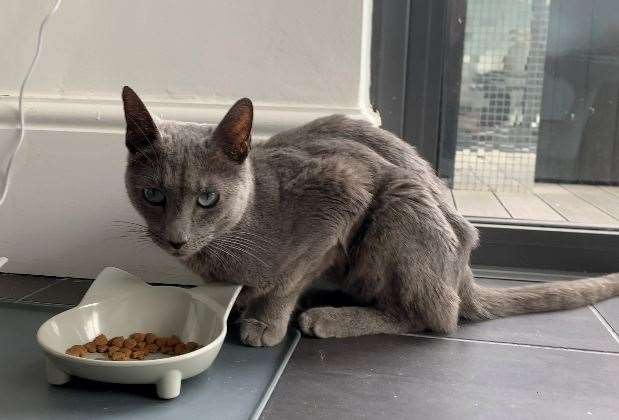 Arthur lost half his body weight after he went missing in Ramsgate