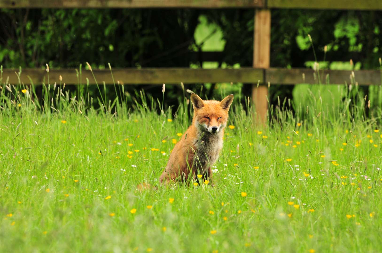 Two dead foxes have been found with "suspicious injuries". Stock image