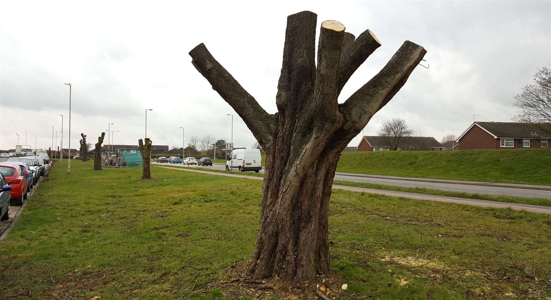 This 2018 photo shows the Chart Road trees after they were cut