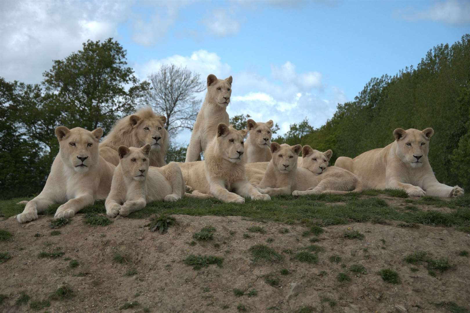 Sophia, a lioness from the Big Cat Sanctuary, has died. Picture: Big Cat Sanctuary (11875298)