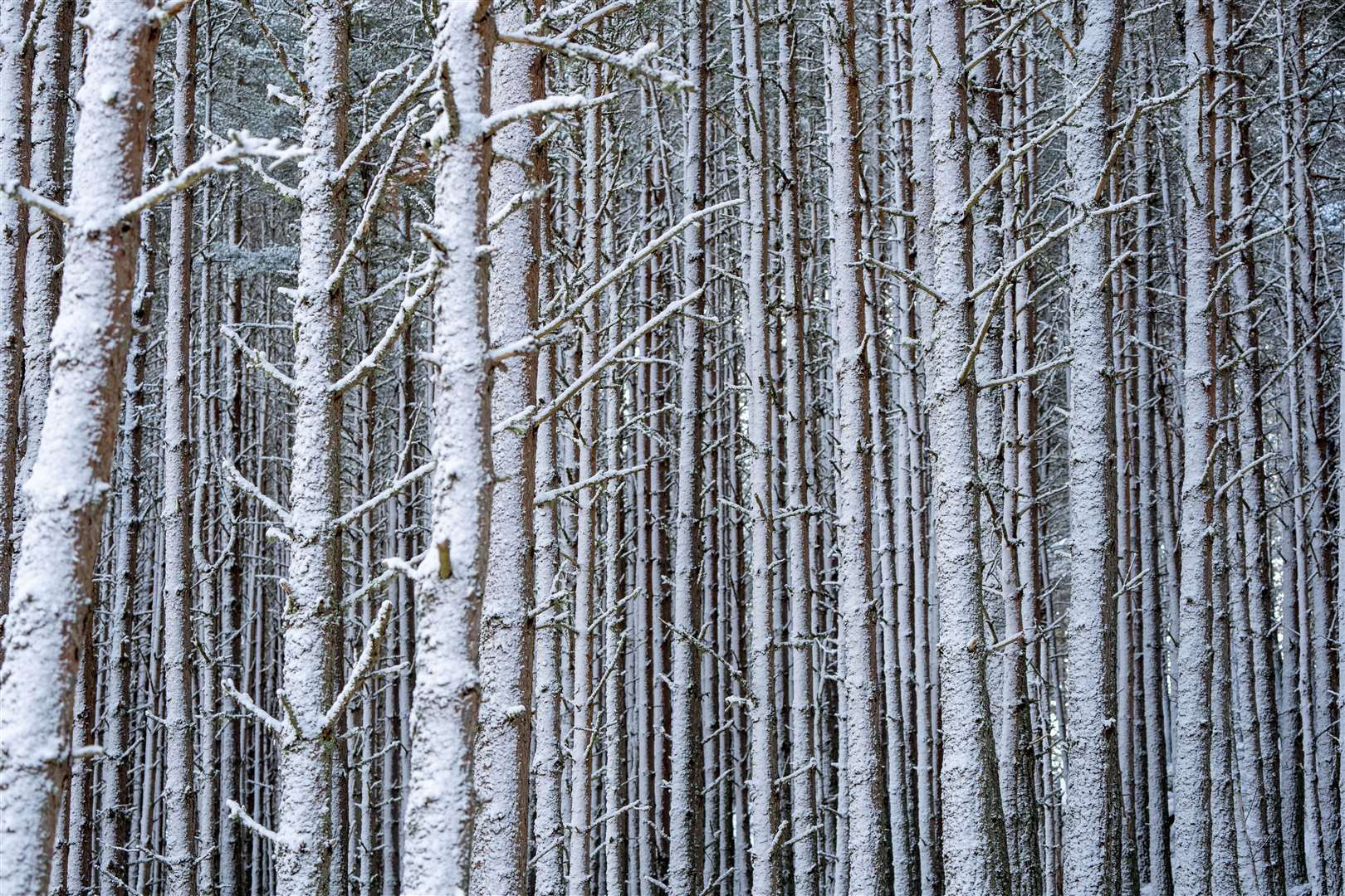 A wall of Scots pine trees covered in snow on the Balmoral Estate (Jane Barlow/PA)