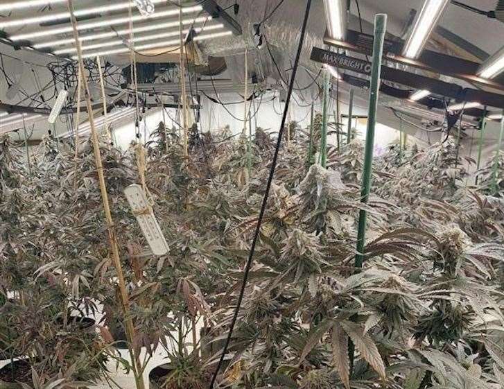 The cannabis farm found at the Minster home. Picture: Kent Police