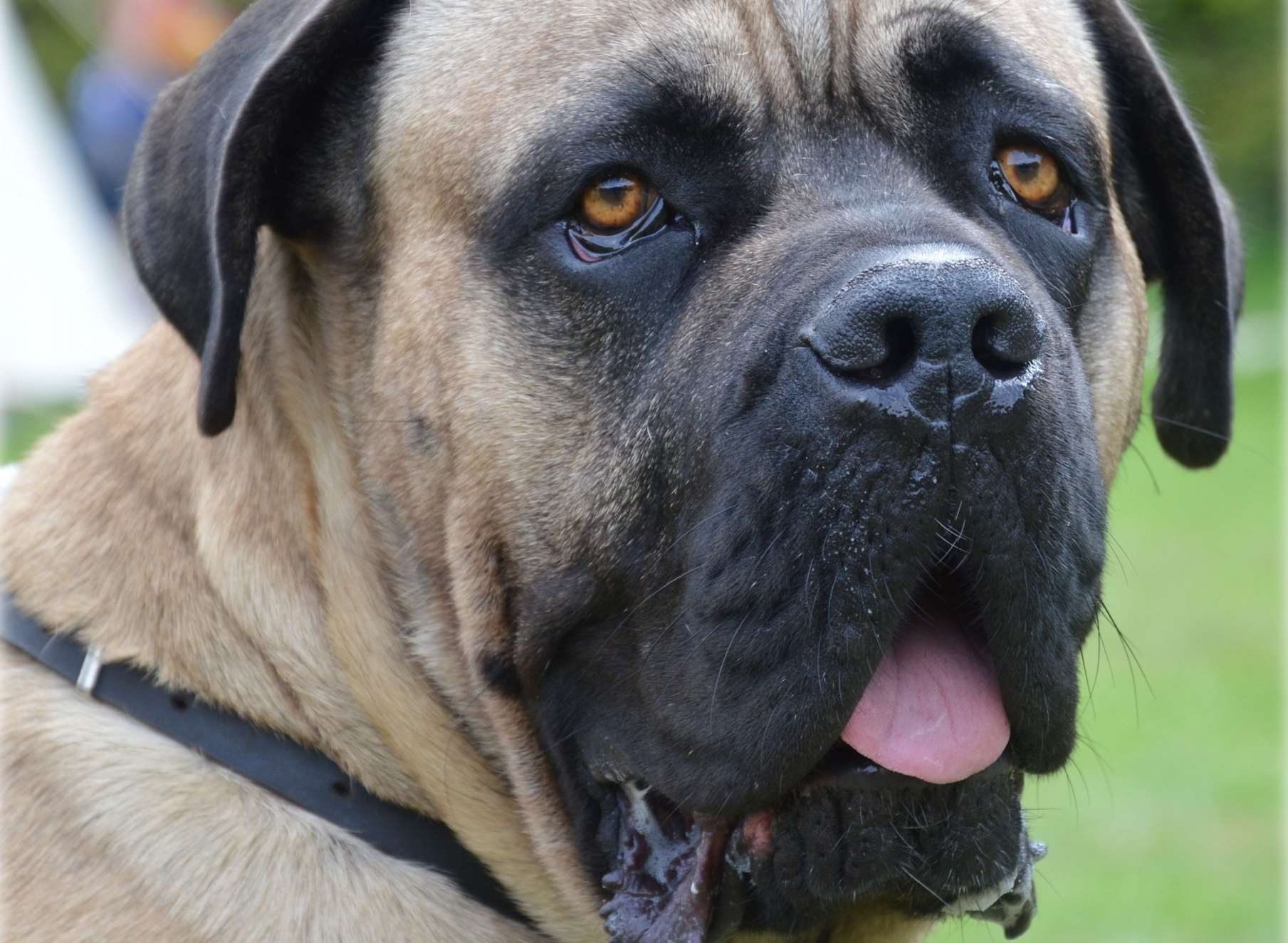 A bull mastiff. Stock image.