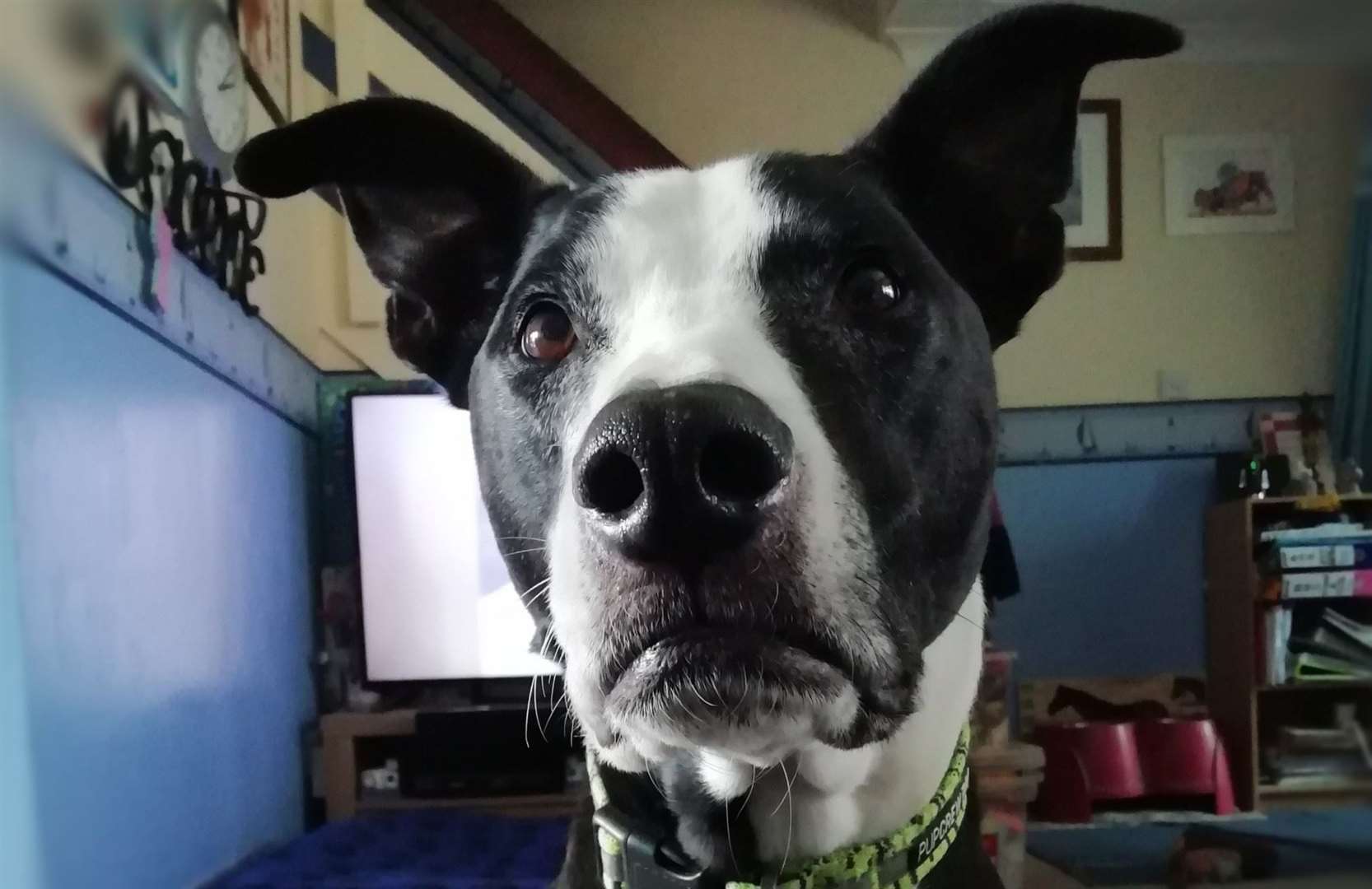 A dog who loves his festive decorations