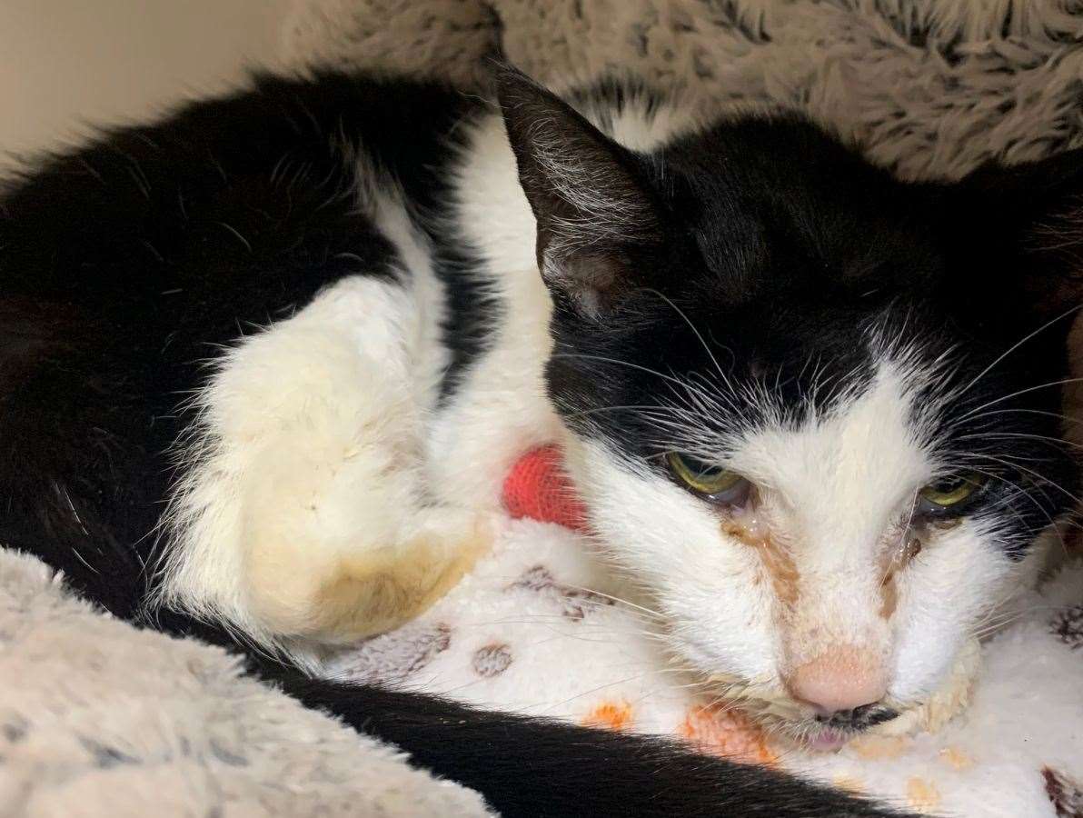 Beatrice the cat had to be put to sleep after being found in Hersden near Canterbury. Picture: RSPCA