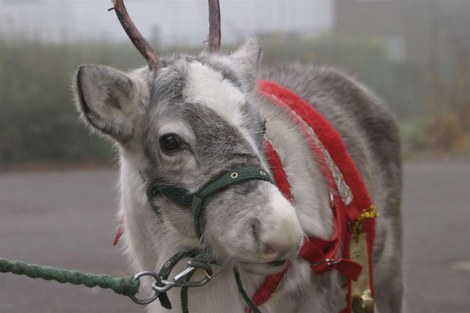 Mic-Mac the reindeer from the Reindeer Centre