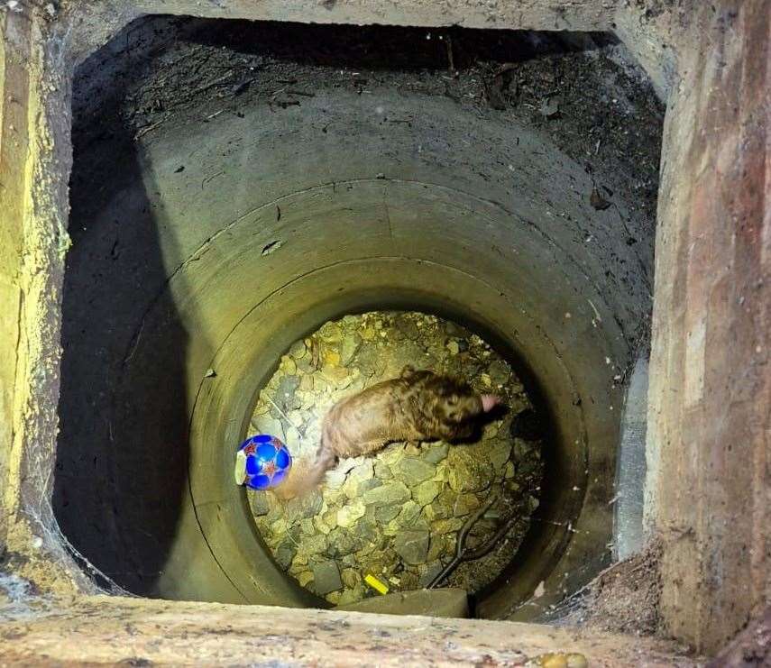 A dog ran into a drain in Faversham and got lost. Picture: KFRS