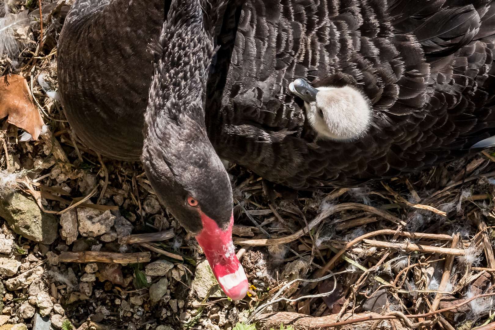 A total of 11 black swans hatched at Leeds Castle in 2016