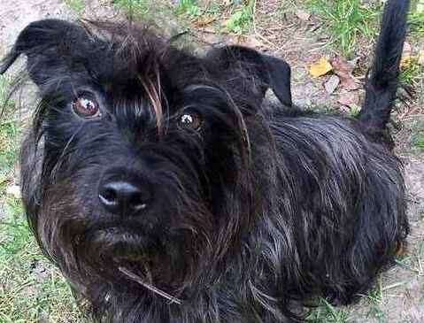 Danny Boy is a Scottie cross. Picture: Last Chance Animal Rescue