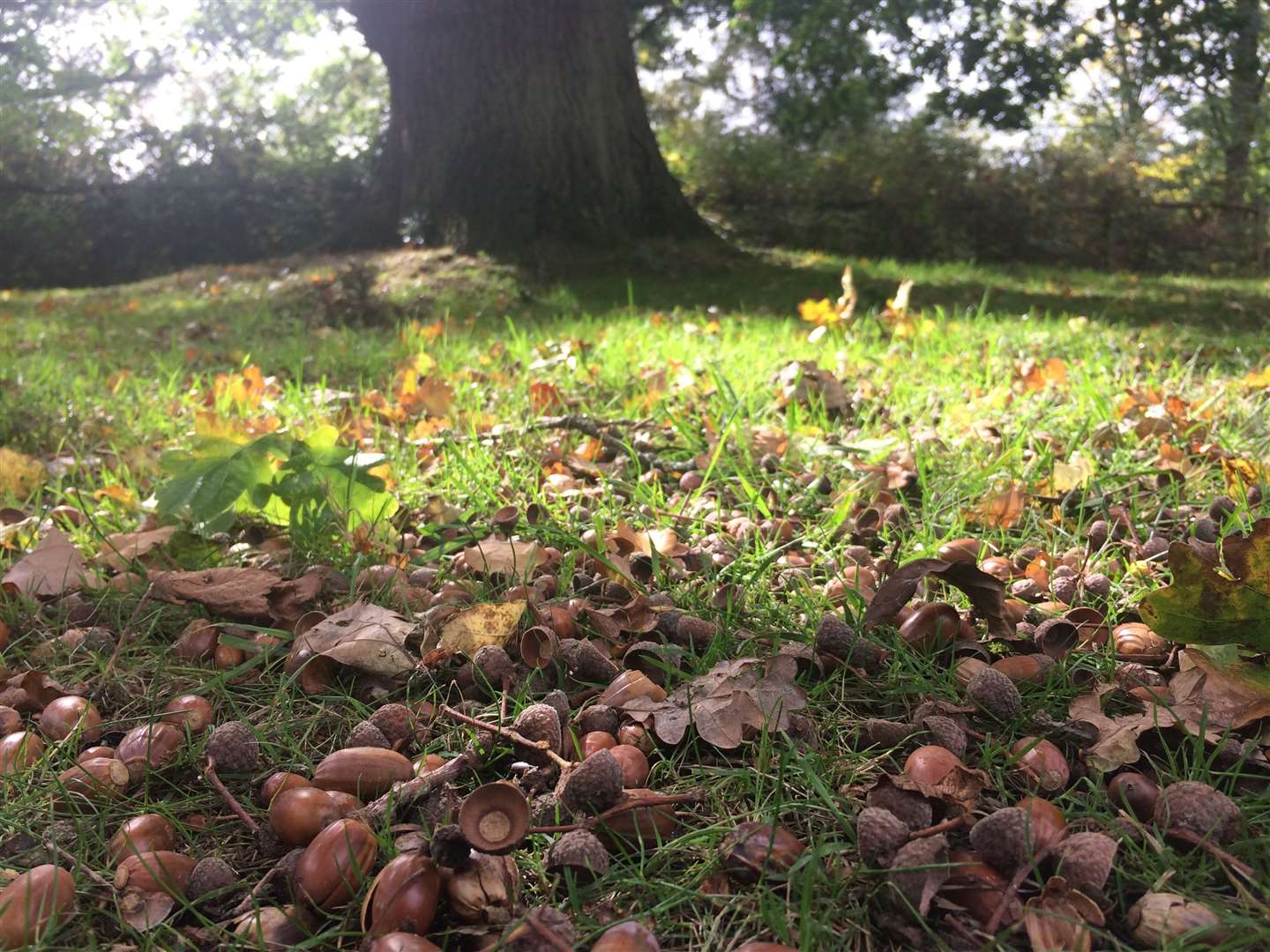 Relax and try some forest bathing