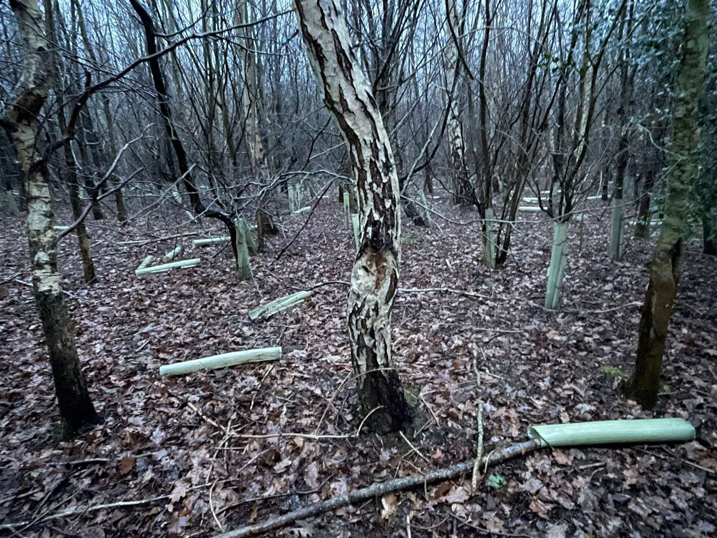 Plastic covers litter the floor of Kingsborough Manor Woodland in Eastchurch, Sheppey. Picture: Dave Green