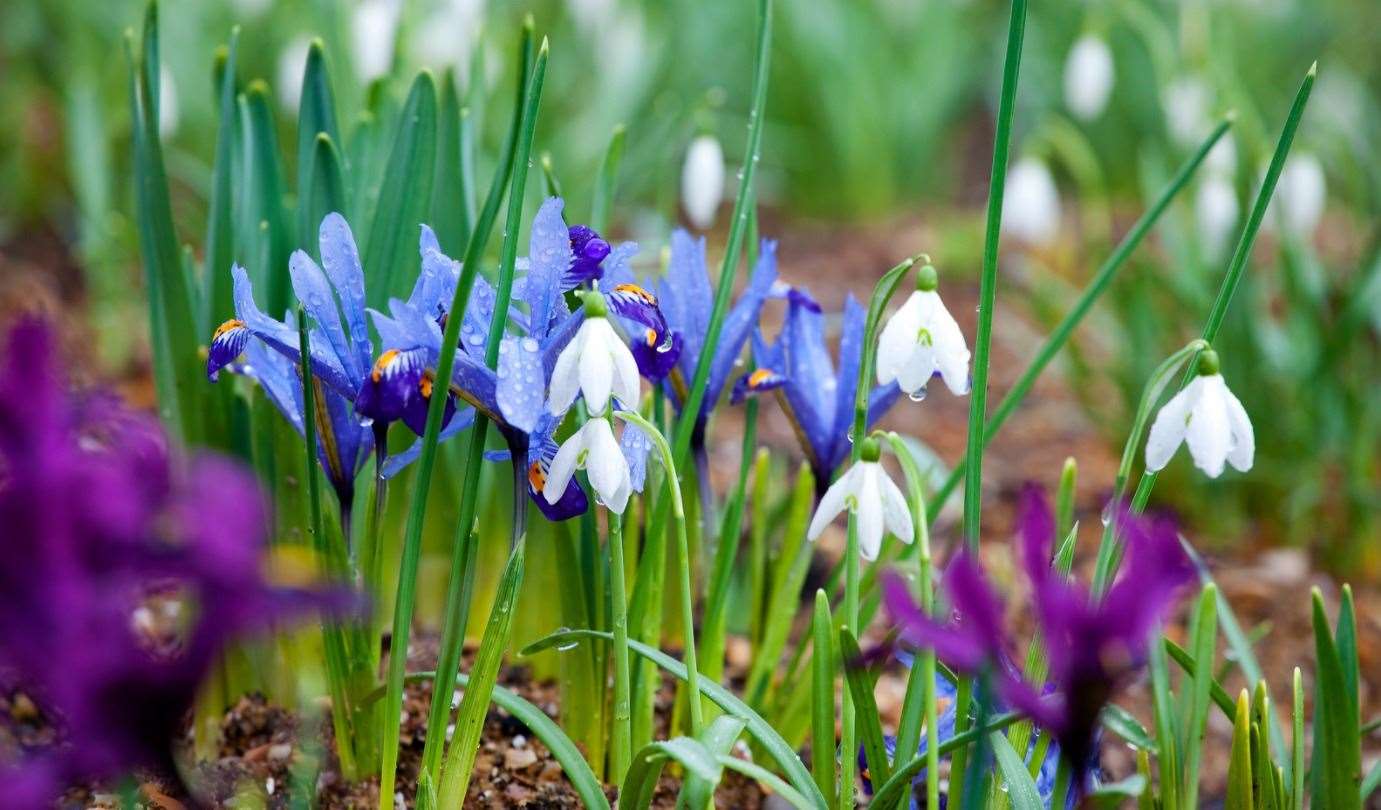 Snowdrops at Spring Platt Picture: Susie Challen/NGS