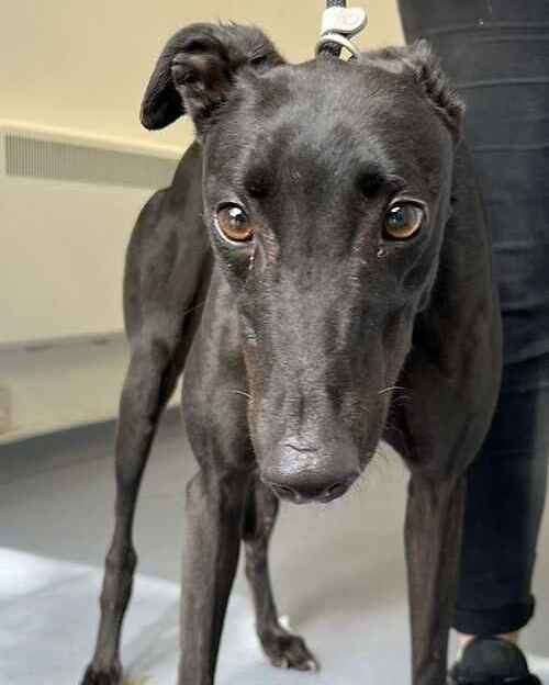 Beyoncé is a three-year-old greyhound. Picture: Last Chance Animal Rescue