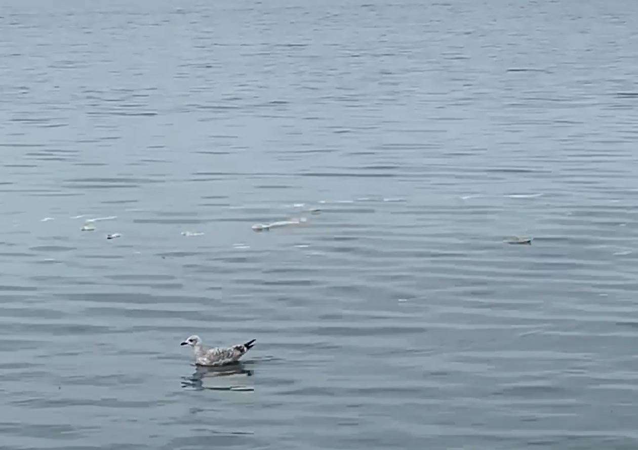 Video footage appears to show sewage floating in the sea at Whitstable. Picture: Sarah Hammond Thornby