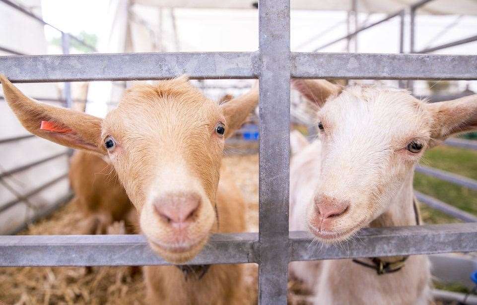 Livestock at the Kent County Show Picture: Thomas Alexander