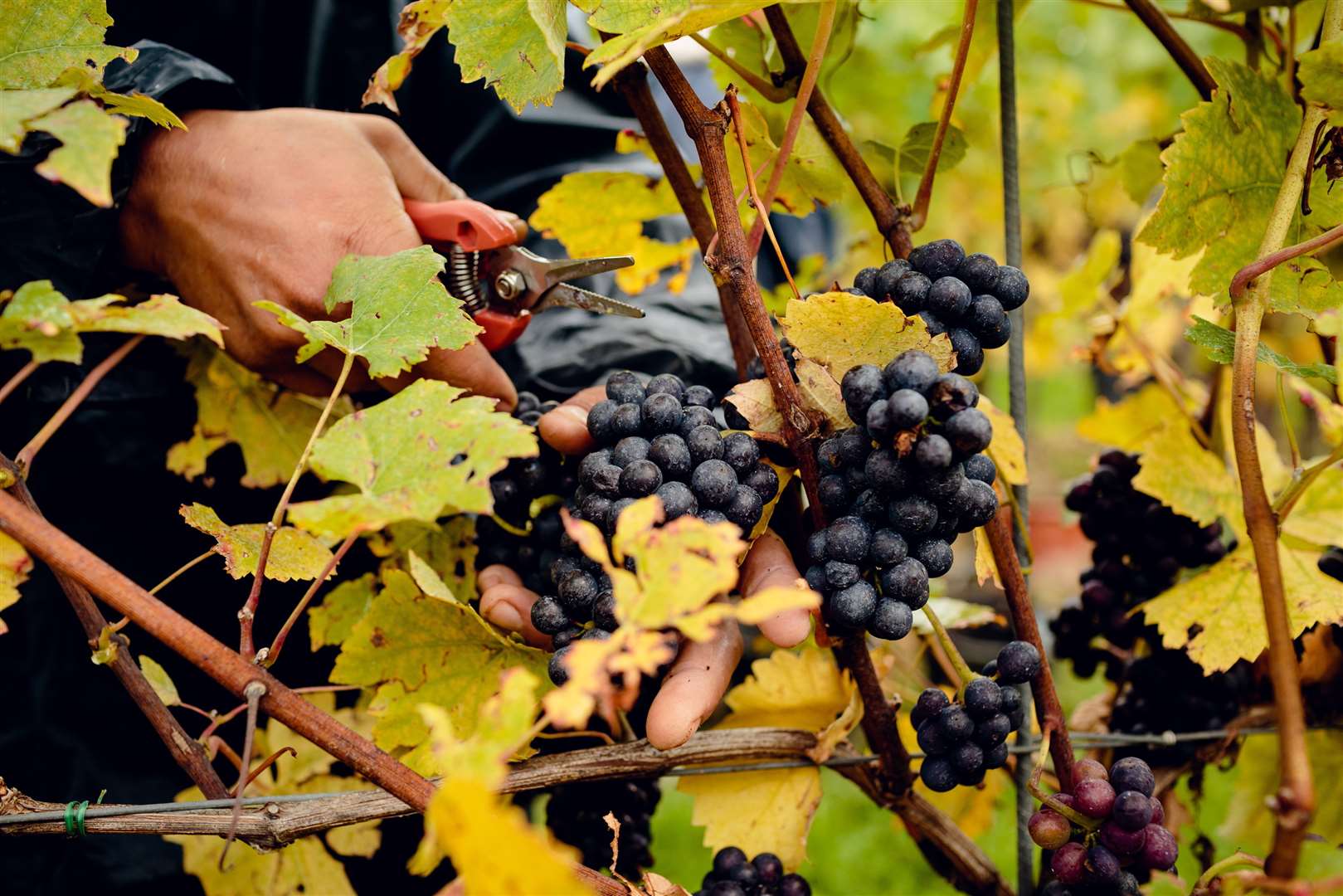 The harvest at Gusbourne Estate