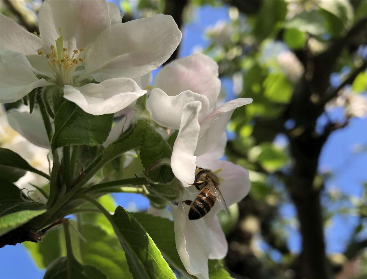 Bees have been active among the blossom in the warm weather (Emily Beament/PA)