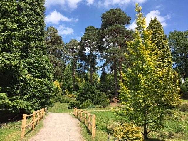 The attack happened in Bedgebury Pinetum Stock image