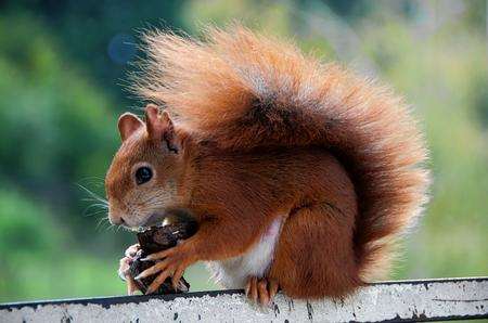 The best time to spot a red squirrel at Wildwood is around 10am and 3pm in the summer months and around midday during winter