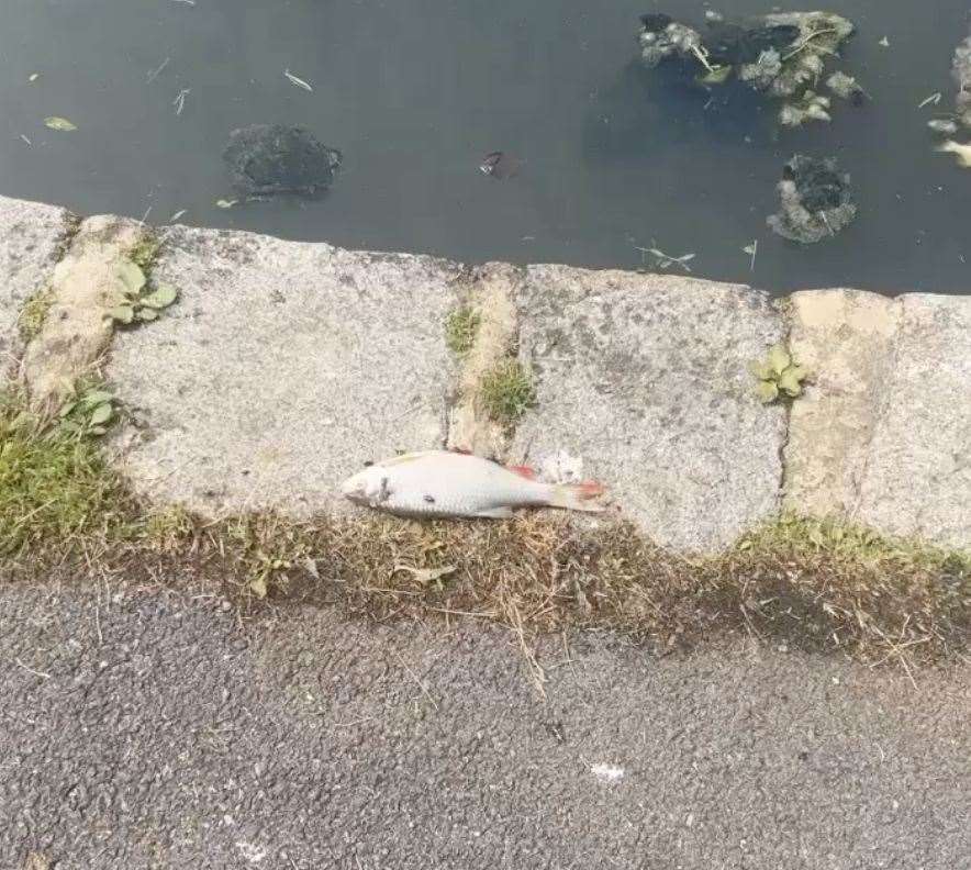 Some fish have washed up onto the paths. Picture: Phoenix Wood