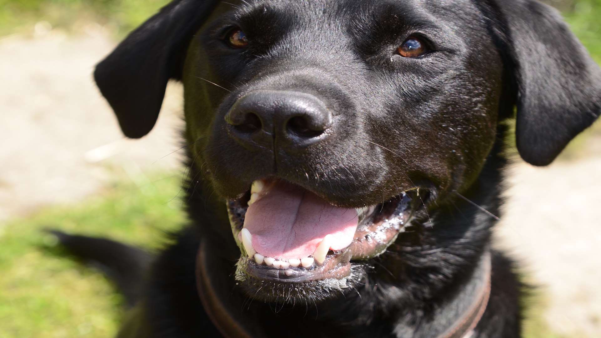 Ace, 2, was saved by the transfusion. Picture: Gary Browne