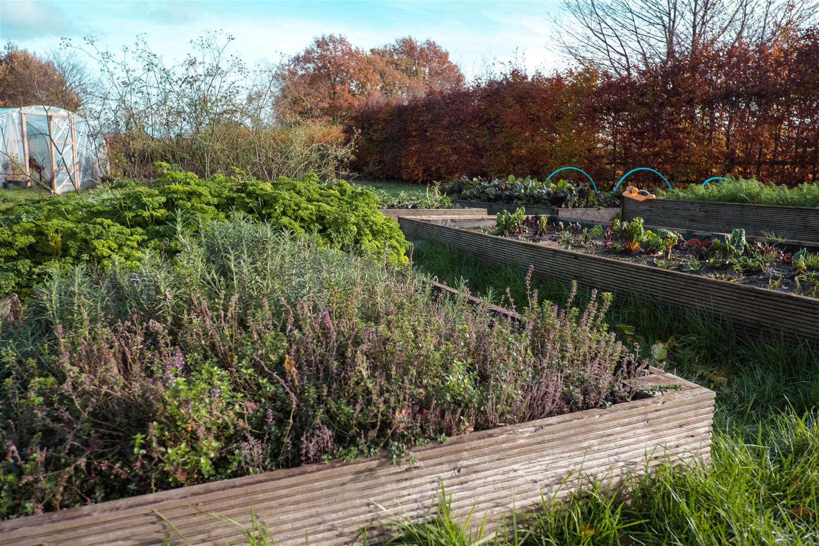 Chef Will Devlin's small holding where he grows the food for his restaurant. Picture: SWNS