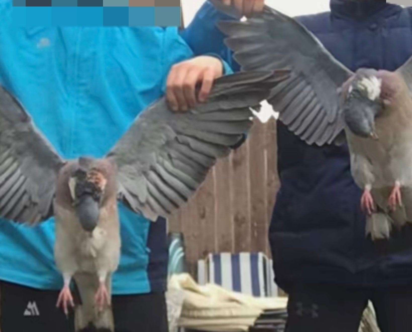 Two young boys pose for a photo with two dead pigeons they have killed using catapults. The photo was posted on their TikTok account