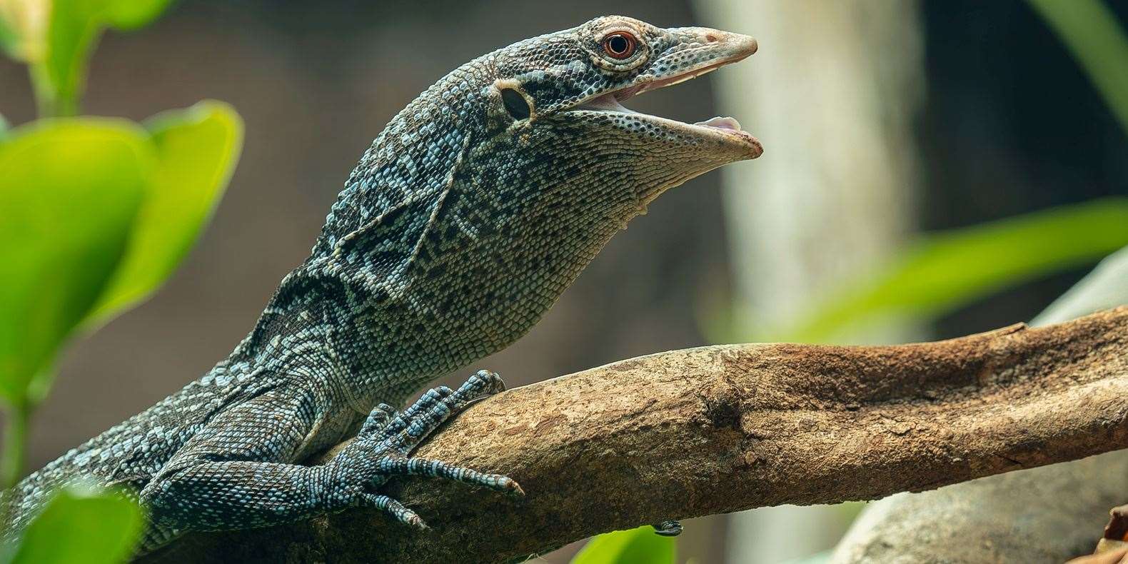 The new Secret Life of Reptiles and Amphibians area at London Zoo opens to the public on Good Friday. Picture: Facebook / London Zoo