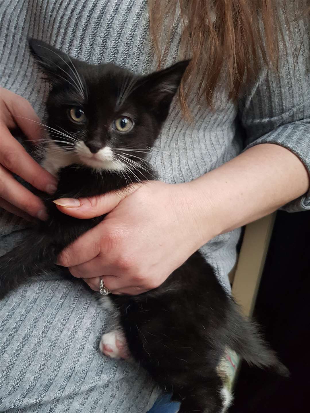 The Bow Lodge Babies Cat Rescue charity held an open day in Chalk, Gravesend (7231951)