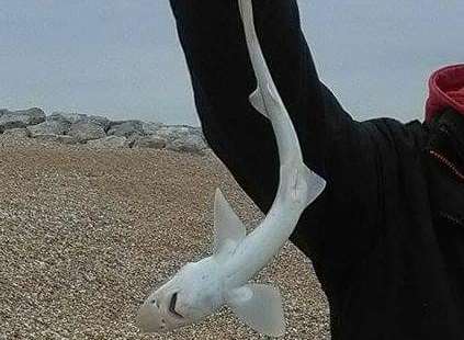 The baby shark was caught off St Mary's Bay, Romney Marsh