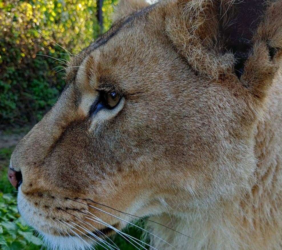 Lioness Grace sadly died at Howletts after giving birth to two cubs Picture: Howletts Wild Animal Park