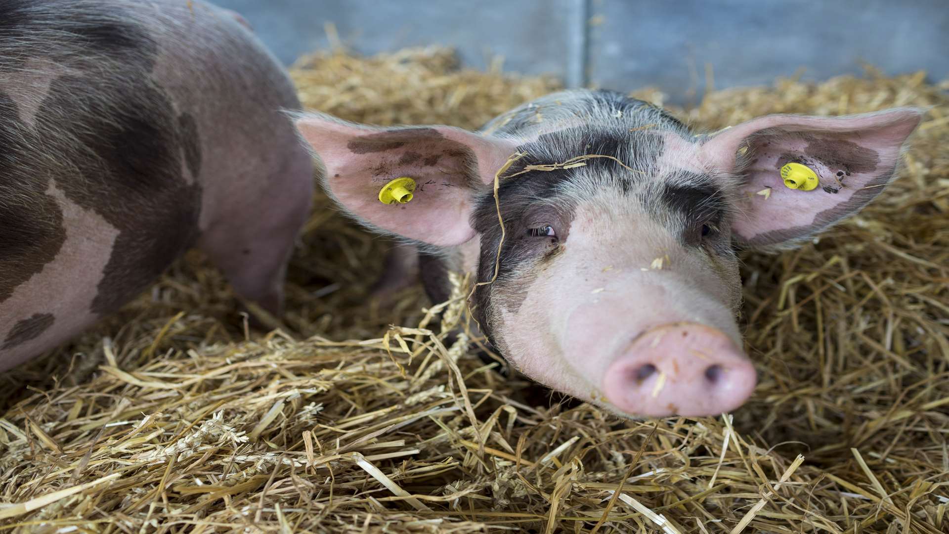 Livestock are always a big feature of the Kent County Show