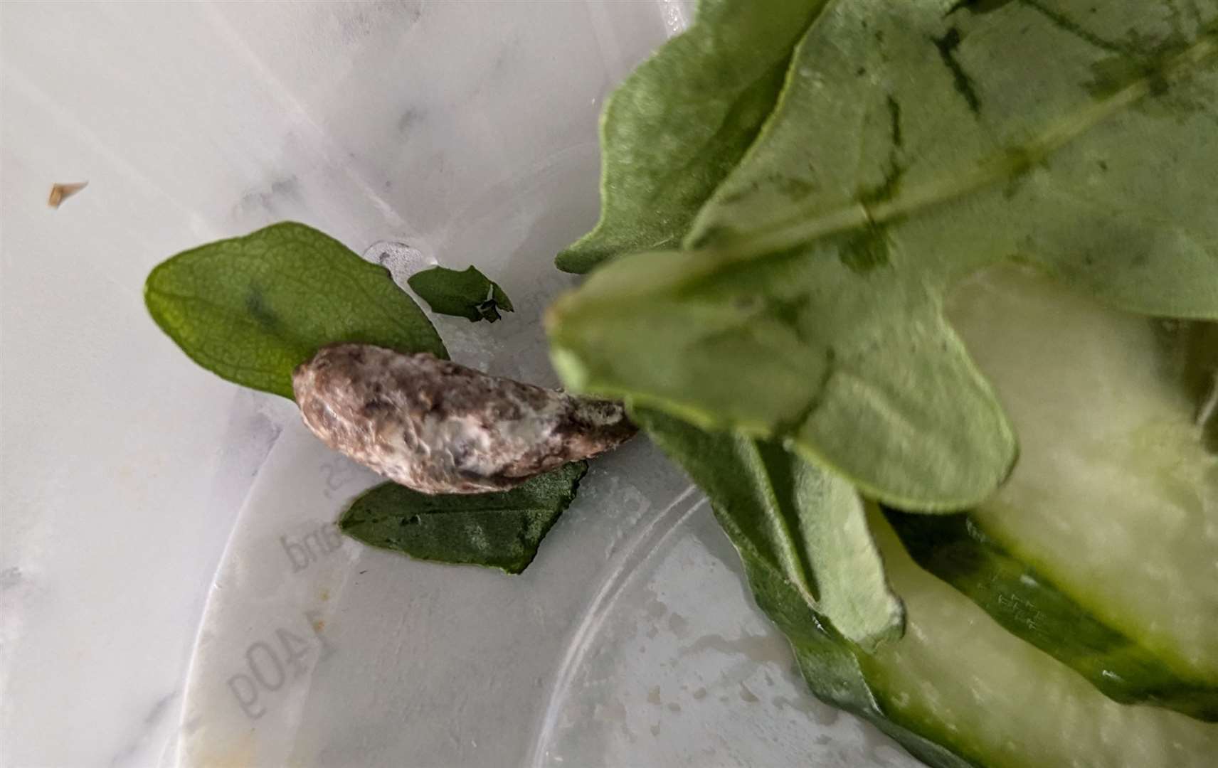 She found what she described as a “bird or rat poo” in the salad bowl. Picture: Alina