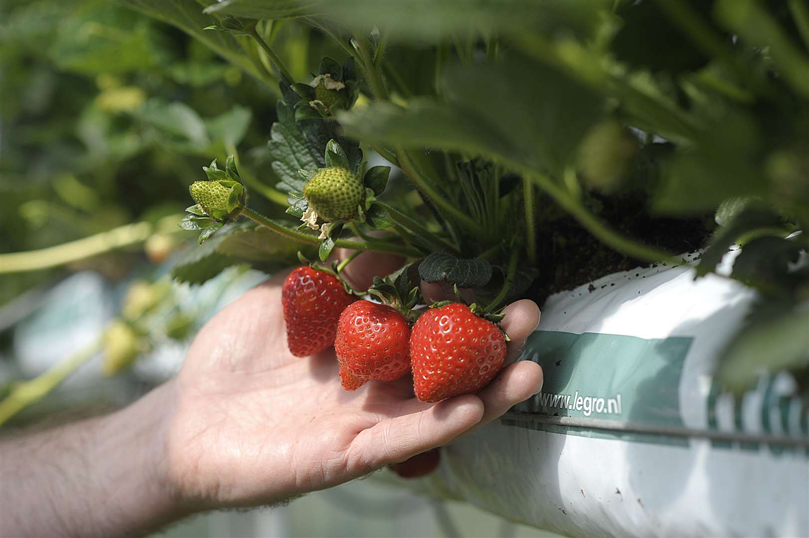 Farmers have reported a shortage of fruit pickers and say Brexit has left a hole in the usual supply of workers. Stock image