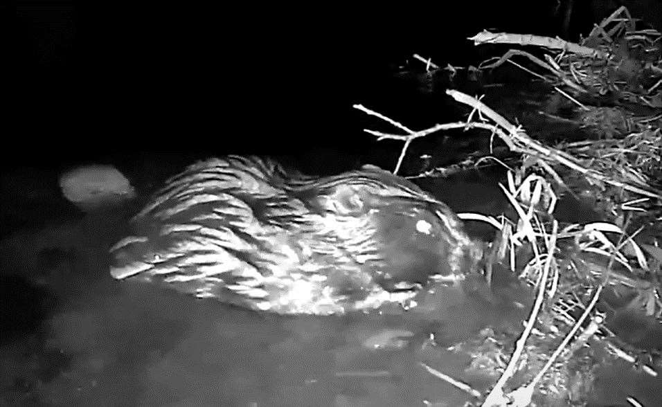 A beaver at Ham Fen nature reserve. Picture: James Millsom-Mills