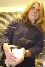 SURVIVOR: Vet Jane Hopper with William, one of the guillemots, on his way to recovery at Dover's Burnham House Veterinary Surgery. Picture: MIKE WATERMAN