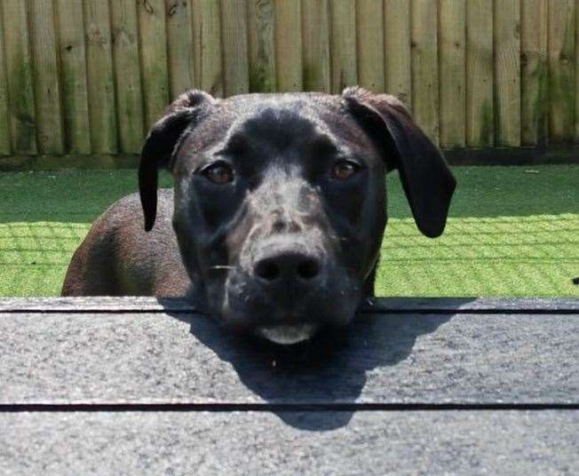 Waldo is a labrador retriever cross. Pic: Dogs Trust