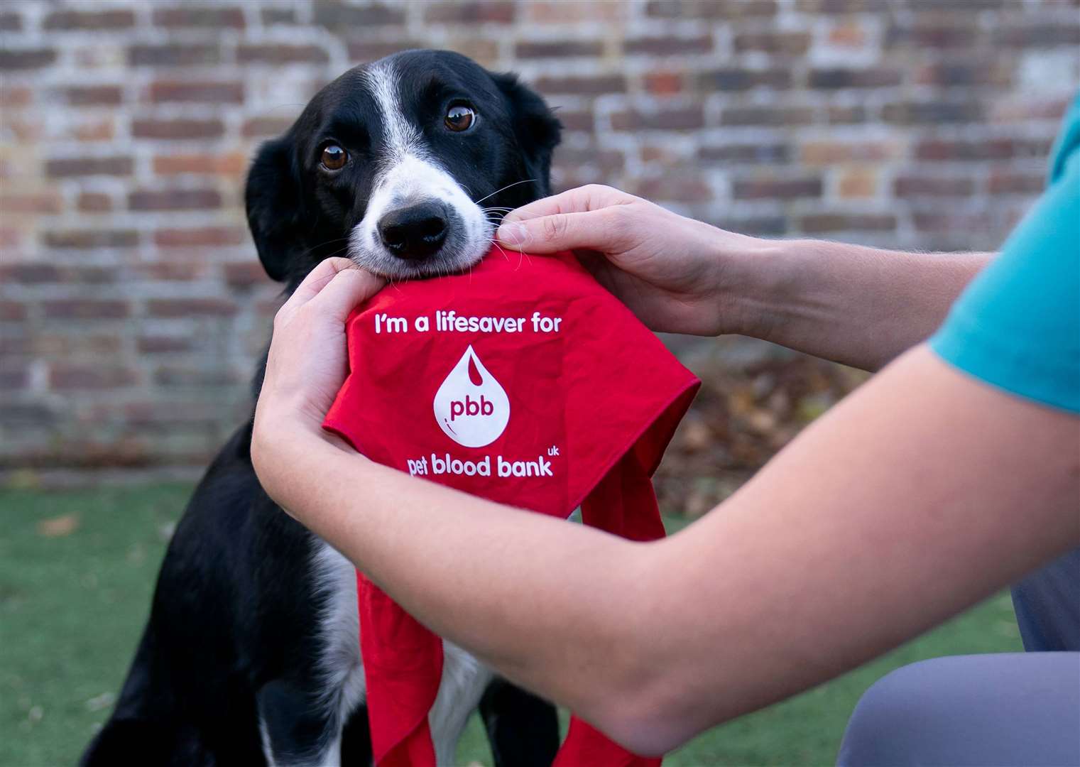 Dogs can donate up to six times a year. Picture: Pennards Vets