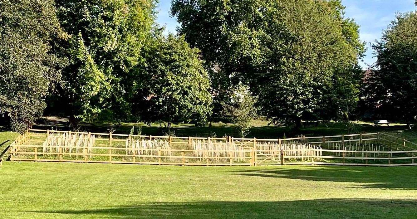 The trees planted in Cornwallis Park testing the Miyawaki method. Picture: Ed Birch