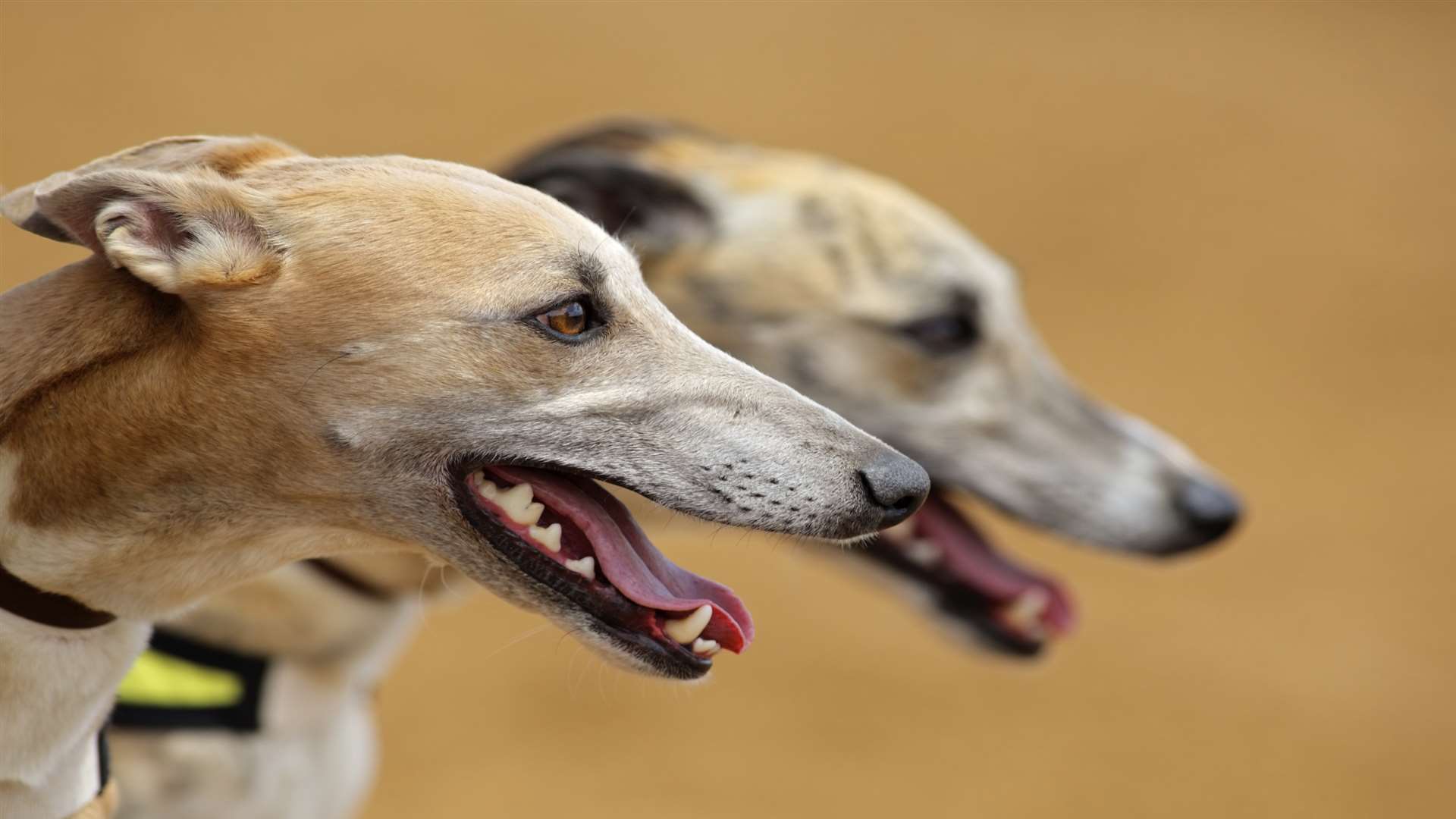 Greyhounds