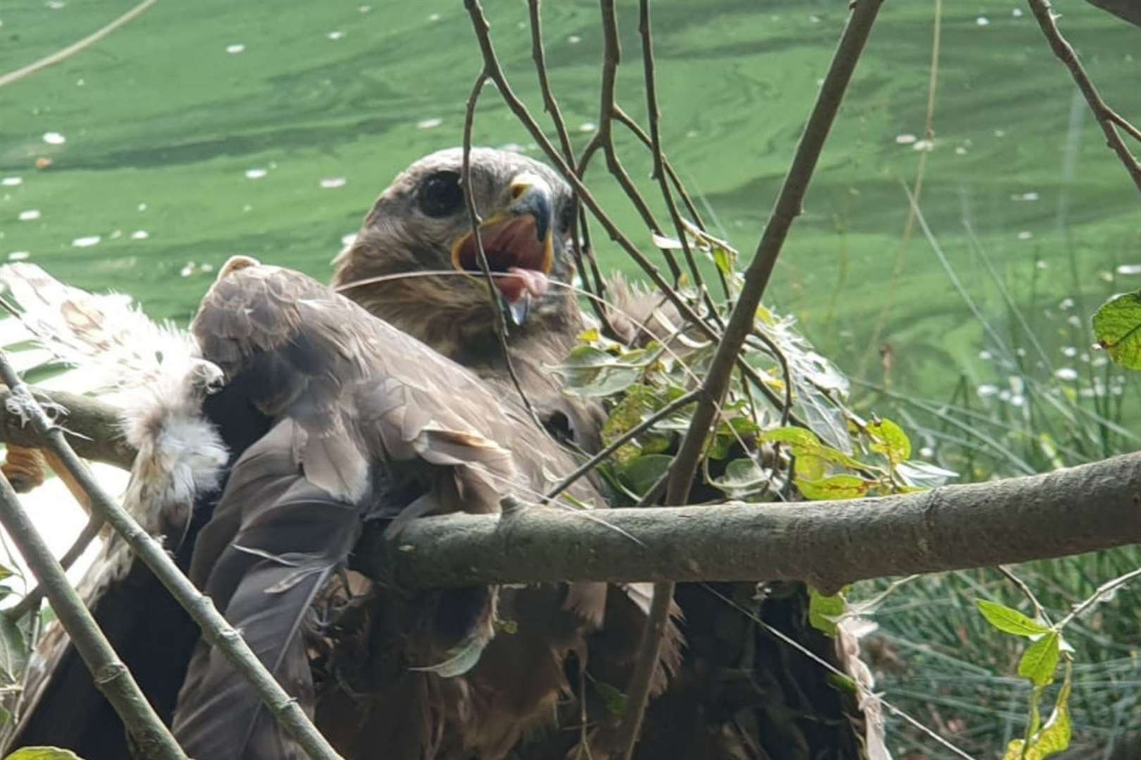 The buzzard was in distress but thankfully freed on Saturday. Pictures: KFRS