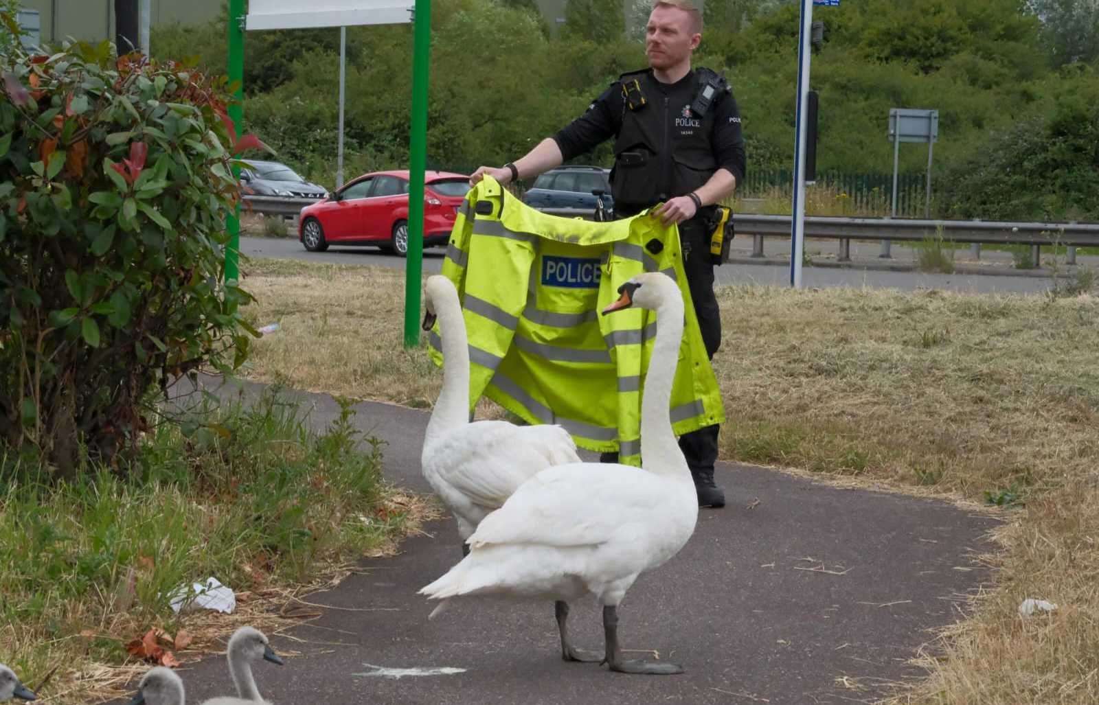 Police help round up the swan family. Picture: Malcolm Kirkaldie