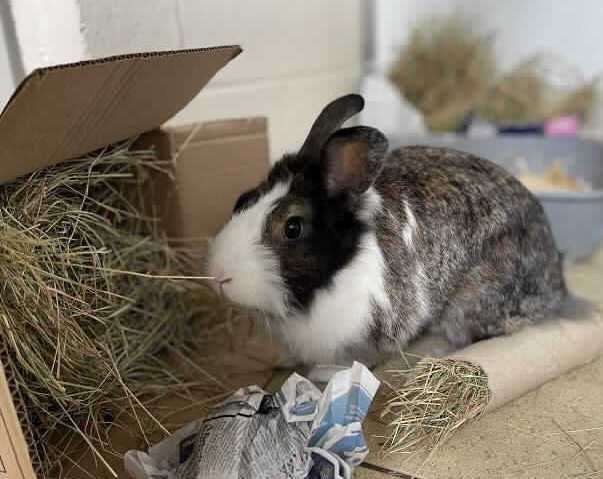 Sonny is looking for a home with her best friend Brownie. Photo: RSPCA Leybourne