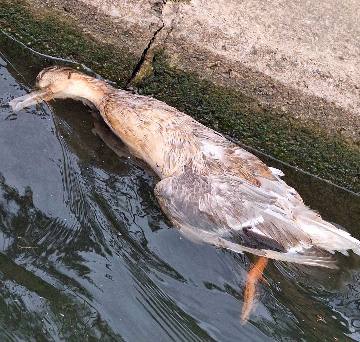 The duck died after being “tortured” and fired at